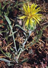 Centaurea rupestris - Wikispecies