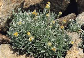 Artemisia umbelliformis - Wikipedia