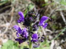 Salvia verbenaca - Wikipedia