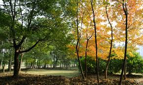 Image result for summer to autumn