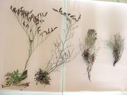 Limonium parvifolium vs. secundirameum e cosyrense - Pantelleria ...
