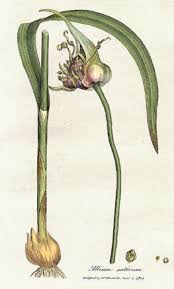 Garlic - Wikipedia