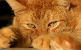Résultat de recherche d'images pour "photo de chat roux"