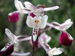 Orchis à long éperon — Wikipédia