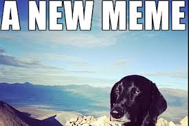 Memes Vault Unimpressed Dog Memes via Relatably.com