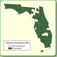 Digitaria ciliaris - Species Page - ISB: Atlas of Florida Plants
