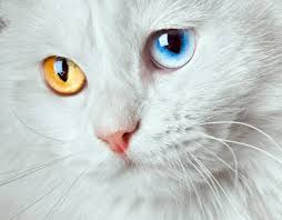 Résultat de recherche d'images pour "animaux avec des yeux bleu"