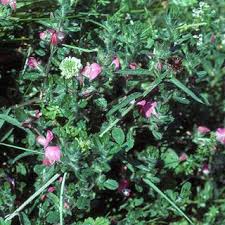 Ononis repens | Online Atlas of the British and Irish Flora