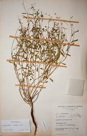 Image result for Euphorbia pfeilii