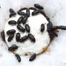 Hasil gambar untuk proses ternak semut jepang