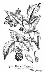 Rubus idaeus L. subsp. sachalinensis (H.Lév.) Focke - Pictures and ...