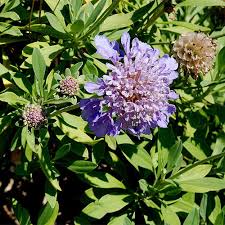 SCABIOSA CRETICA SEEDS (Pincushion Flower) - Plant World ...
