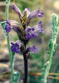 Orobanche purpurea - Wikipedia