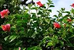 bush hibiscus