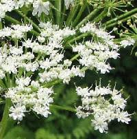 Valeriana officinalis - Online Virtual Flora of Wisconsin