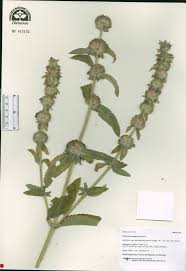 Phlomis herba-venti subsp. pungens - SEINet Portal Network