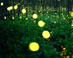 Image of Fireflies dancing in a summer night