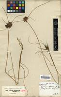 Pycreus globosus in Global Plants on JSTOR