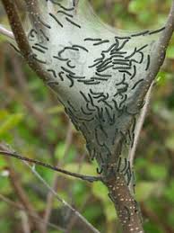 Image result for eastern tent caterpillar