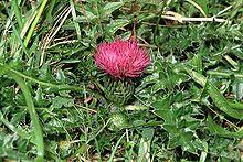 Anexo:Especies de Cirsium - Wikipedia, la enciclopedia libre