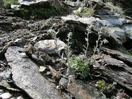 Artemisia genipi - Wikipedia