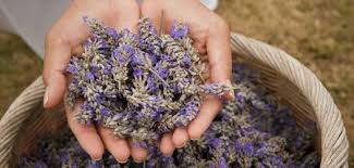 Image result for images and quotes about lavender fields