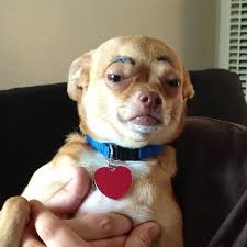 PsBattle: This inquisitive Chihuahua. : photoshopbattles via Relatably.com