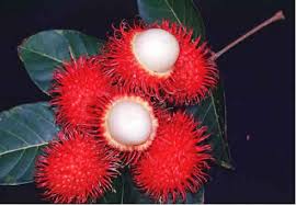 untuk mengatasi diare dan menghitamkan rambut Semua Kegunaan dan Manfaat Buah Rambutan