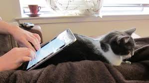 Image result for in bed movies on ipad with cat