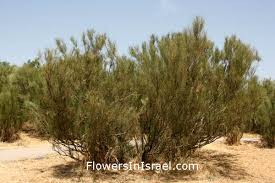Plants of the Bible: White Broom