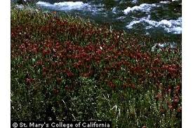 Plants Profile for Trifolium incarnatum (crimson clover)