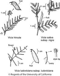 Vicia sativa subsp. nigra