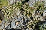 Sesamoides pygmaea / Astérocarpe nain ... - FLOREALPES