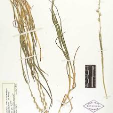 Lolium temulentum (darnel rye-grass, poison darnel): Go Botany