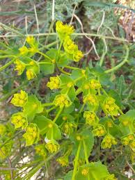 Euphorbia serrata L., Saw-tooth spurge (World flora) - Pl@ntNet ...