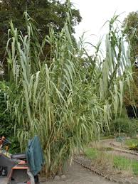 Giant reed