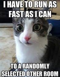 Cat Memes on Pinterest via Relatably.com