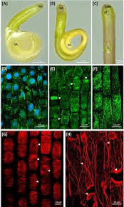 Cytoskeleton in the Parasitic Plant Cuscuta During ... - Frontiers