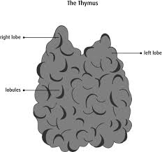 The thymus | Canadian Cancer Society