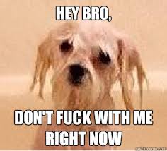 Pissed off wet dog memes | quickmeme via Relatably.com