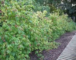 Image result for raspberry bushes pictures