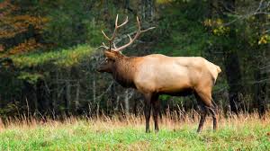 Man pleads guilty to illegally killing Roosevelt Elk on Vancouver Island