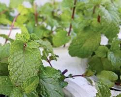 Mint hydroponic herbs