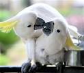Pictures of 2 parrots kissing each other <?=substr(md5('https://encrypted-tbn1.gstatic.com/images?q=tbn:ANd9GcT3WywFNqPScQOwHDzrQwcZWYT8QpnFT2hXn9S3yDd6F6HTIEk2kFrBfg'), 0, 7); ?>
