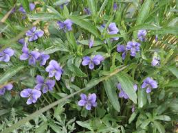 Viola pinnata | In the alpine bed. I was worried that it wou… | Flickr