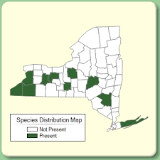 Galium odoratum - Species Page - NYFA: New York Flora Atlas