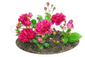 Image result for images of small roses