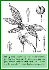 Pittosporaceae in Flora of Pakistan @ efloras.org