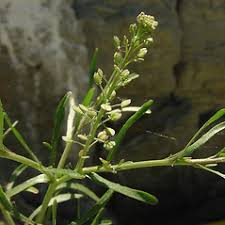 Lepidium ruderale (stinking pepperweed): Go Botany