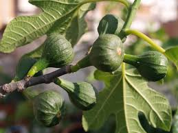 a photograph of figs growing